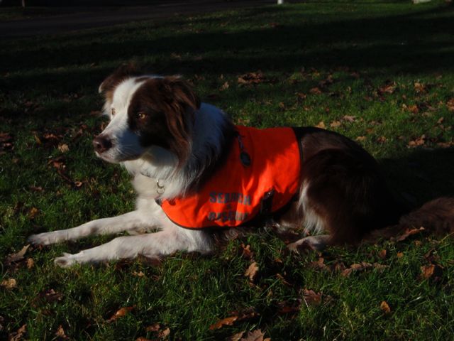 Brock, First Qualified Lowland Search Dog, Retires